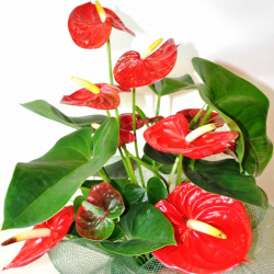 Planta Anthurium