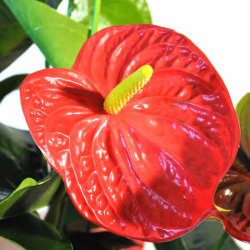 Planta Anthurium