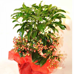 Ardisia