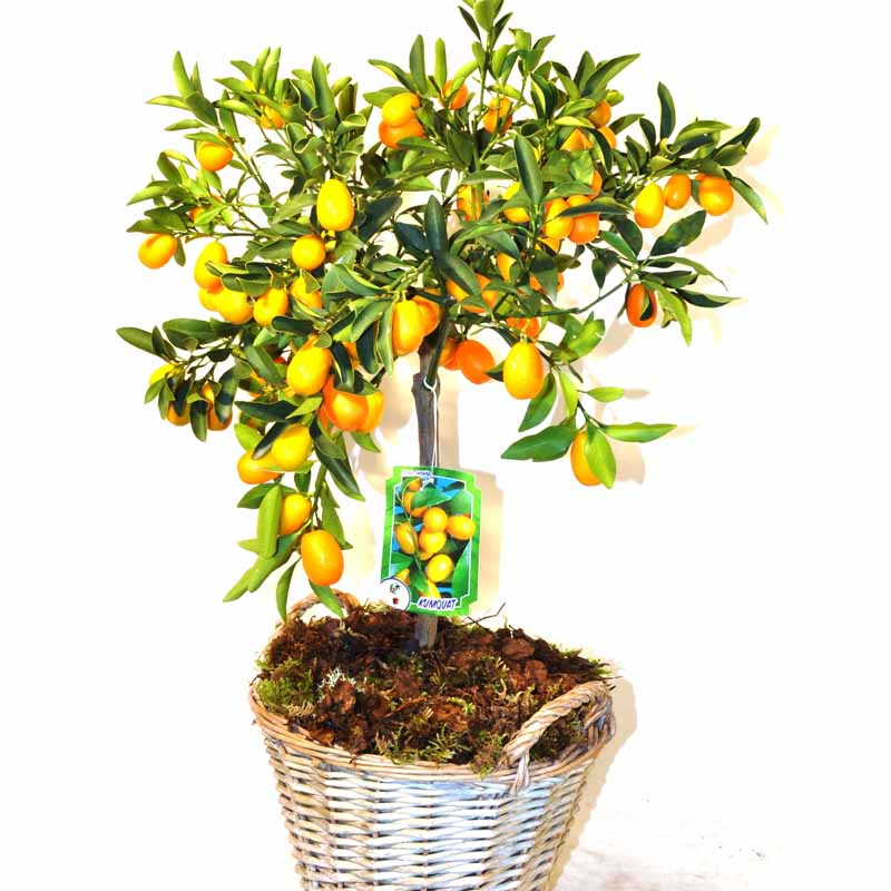 Kumquat