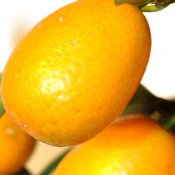 Kumquat