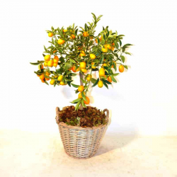 kumquat plant