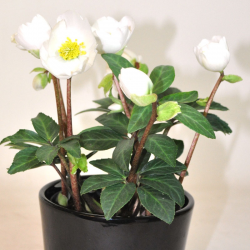 Planta de Helleborus