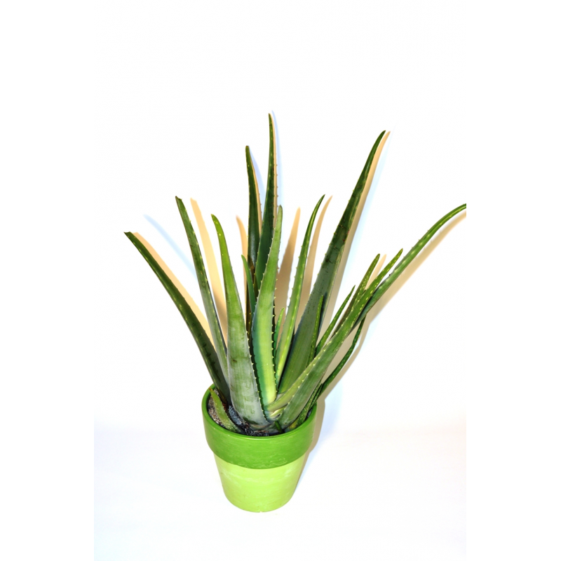 Aloe Vera 