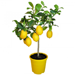 Lemon tree Barcelona