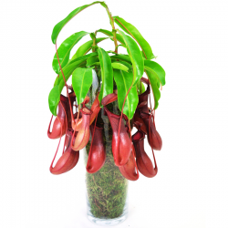 Nepenthes in a vase.
