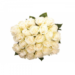 21 rosas blancas