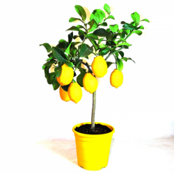 Lemon tree Barcelona