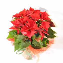 Delivery Pointsettia Barcelona