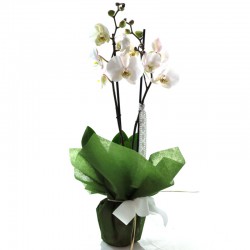 White Phalaenopsis (orchid)