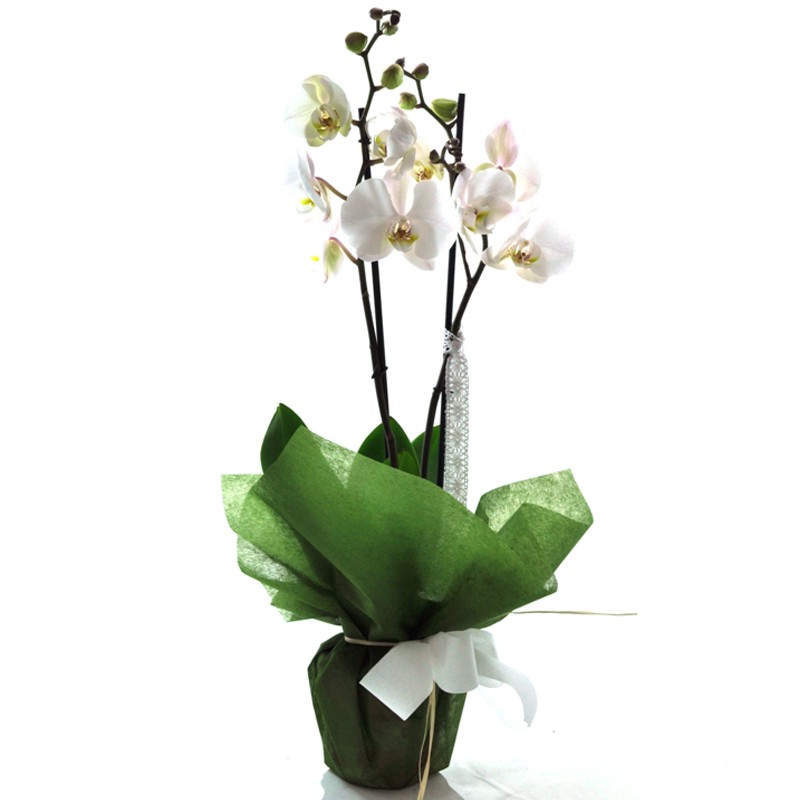 Planta de orquidea phalaenopsis