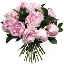 Bouquet from 9 peonies to...
