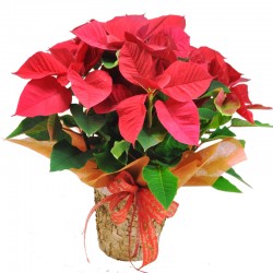 Poinsettia ( Euphorbia Pulcherrima)