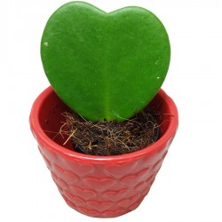 Planta del Corazon. Hoya Kerrii.